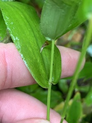 Dichanthelium latifolium