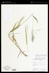 Dichanthelium boreale