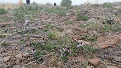 Viola beckwithii
