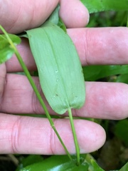 Dichanthelium latifolium