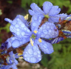 Aristea bakeri