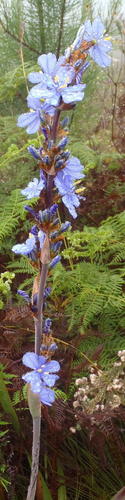 Aristea bakeri, photograph 1