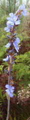 Aristea bakeri, photograph Nicola van Berkel, CC BY-SA, iNaturalist via GBIF