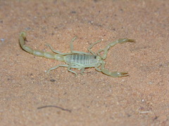 Buthacus occidentalis