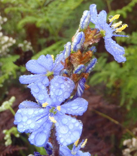 Aristea bakeri, photograph 2