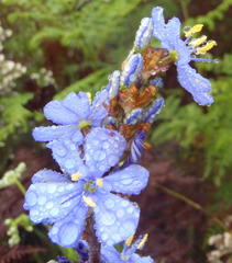 Aristea bakeri, photograph Nicola van Berkel, CC BY-SA, iNaturalist via GBIF