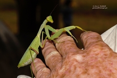Sphodromantis