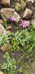 Senecio cymbalarifolius