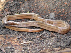 Coniophanes bipunctatus