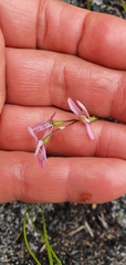 Disa obliqua