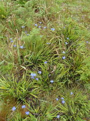 Aristea ensifolia