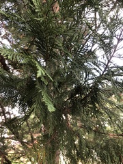Cupressus × leylandii