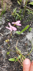 Disa obliqua