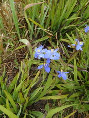 Aristea ensifolia