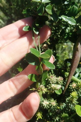 Astephanus triflorus