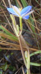 Aristea ensifolia