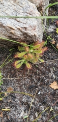 Drosera ericgreenii