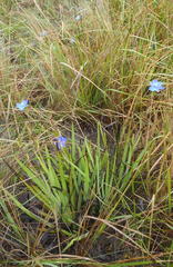 Aristea ensifolia