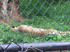 Acinonyx