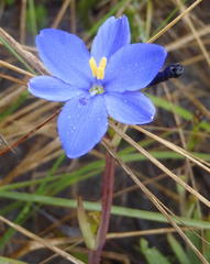 Aristea ensifolia