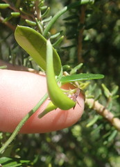 Astephanus triflorus