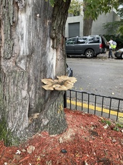 Cerioporus squamosus