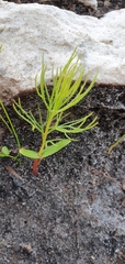 Serruria florida
