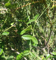 Astephanus triflorus