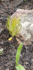 Serruria florida