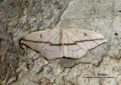 Traminda vividaria