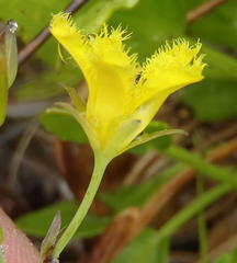 Villarsia capensis