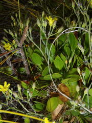 Villarsia capensis