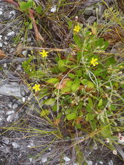 Villarsia capensis