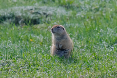 Spermophilus xanthoprymnus