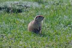 Spermophilus xanthoprymnus