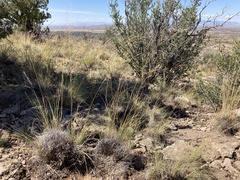 Muhlenbergia setifolia