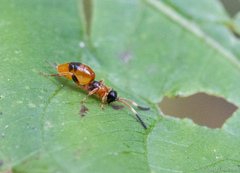 Aptesis nigrocincta