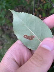 Parornix geminatella