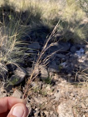 Muhlenbergia setifolia