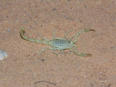 Buthacus occidentalis