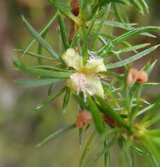 Cliffortia paucistaminea australis