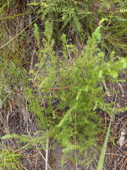 Cliffortia paucistaminea australis