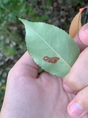 Parornix geminatella