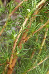 Cliffortia paucistaminea australis