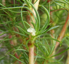 Cliffortia paucistaminea australis