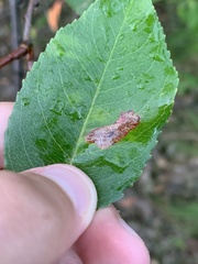 Parornix geminatella