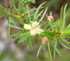 Cliffortia paucistaminea australis