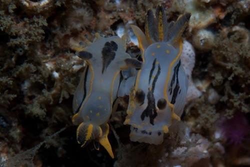 Polycera onomqhele