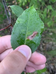 Parornix geminatella