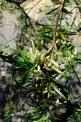 Podocarpus elongatus